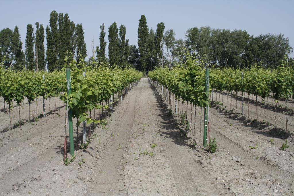 Pension & Weingut Storchenblick Illmitz Zewnętrze zdjęcie